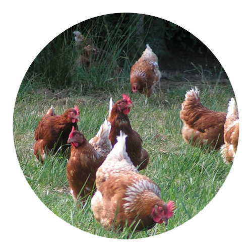 bio eier möllenhof